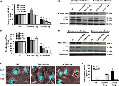 Methylomic Changes of Autophagy-Related Genes by Legionella Effector Lpg2936 in Infected Macrophages